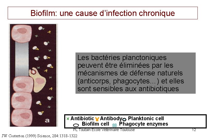 Biofilm: une cause d’infection chronique Les bactéries planctoniques peuvent être éliminées par les mécanismes