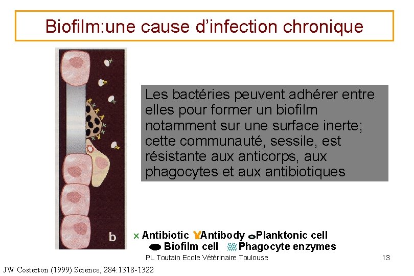 Biofilm: une cause d’infection chronique Les bactéries peuvent adhérer entre elles pour former un