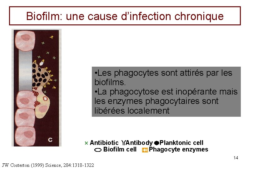 Biofilm: une cause d’infection chronique • Les phagocytes sont attirés par les biofilms. •