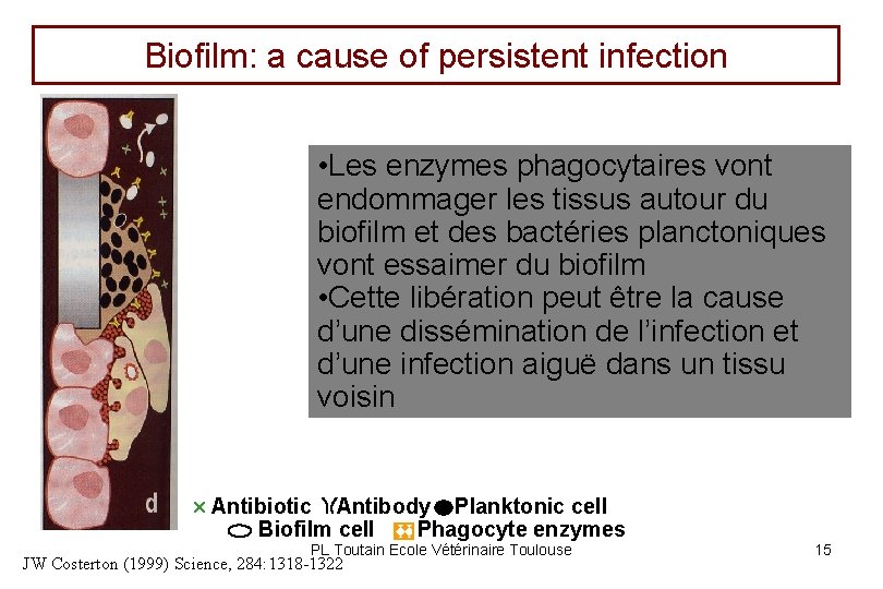 Biofilm: a cause of persistent infection • Les enzymes phagocytaires vont endommager les tissus