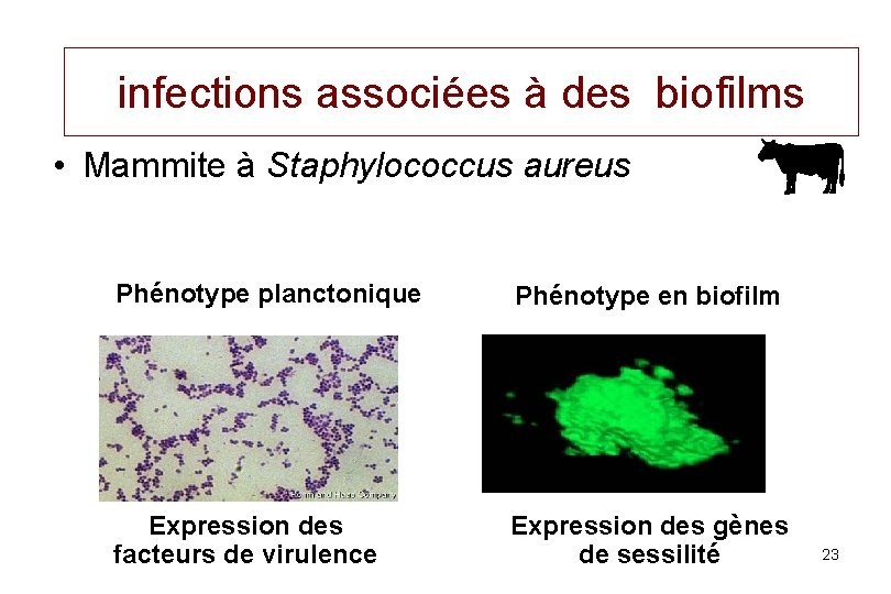 infections associées à des biofilms • Mammite à Staphylococcus aureus Phénotype planctonique Phénotype en