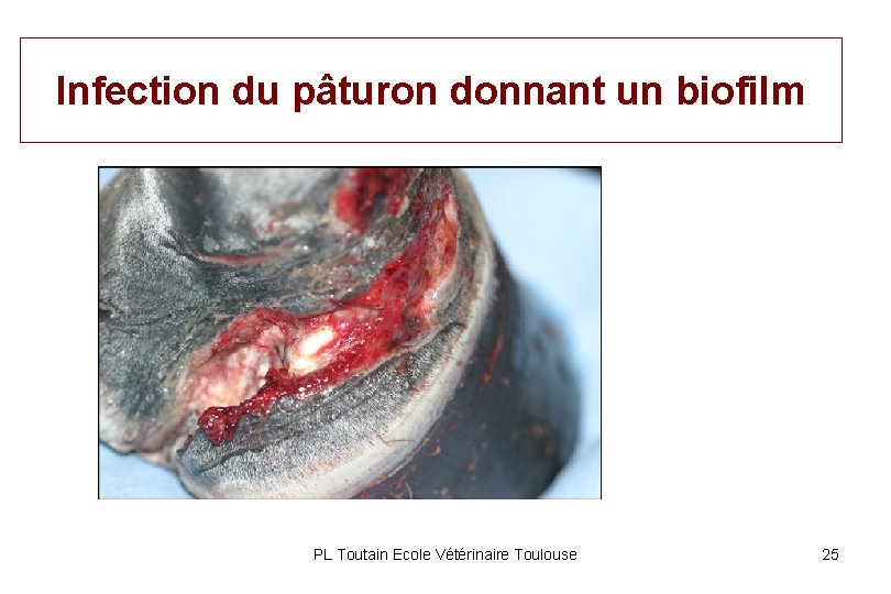 Infection du pâturon donnant un biofilm PL Toutain Ecole Vétérinaire Toulouse 25 