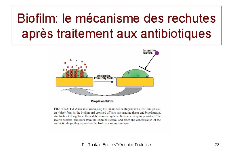 Biofilm: le mécanisme des rechutes après traitement aux antibiotiques PL Toutain Ecole Vétérinaire Toulouse
