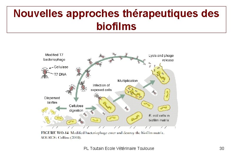 Nouvelles approches thérapeutiques des biofilms PL Toutain Ecole Vétérinaire Toulouse 30 