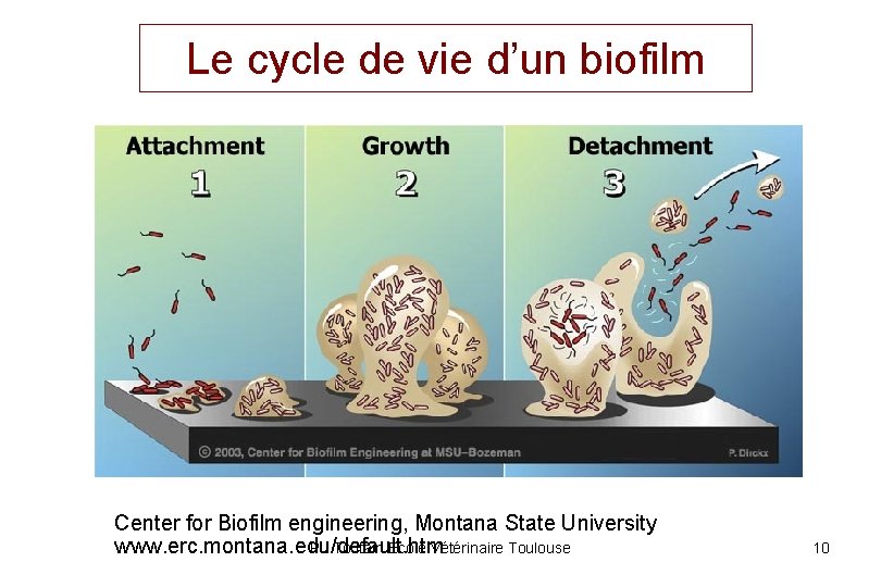 Le cycle de vie d’un biofilm Center for Biofilm engineering, Montana State University PL