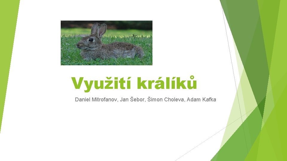 Využití králíků Daniel Mitrofanov, Jan Šebor, Šimon Choleva, Adam Kafka 
