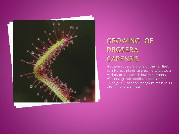  • Drosera capensis is one of the hardiest carnivorous plants to grow. It