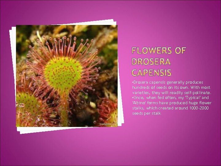  • Drosera capensis generally produces hundreds of seeds on its own. With most