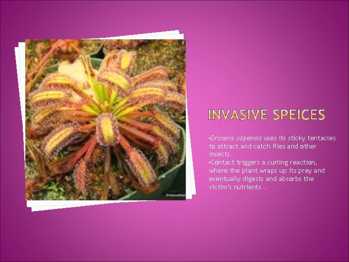  • Drosera capensis uses its sticky tentacles to attract and catch flies and