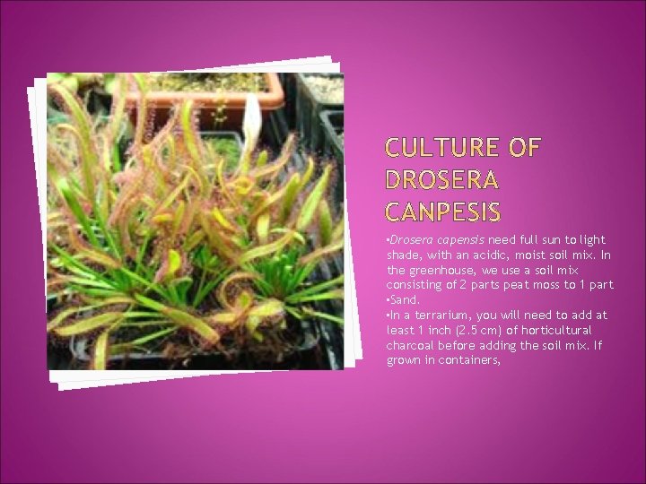  • Drosera capensis need full sun to light shade, with an acidic, moist