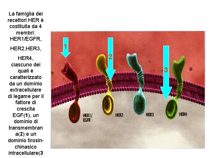 La famiglia dei recettori HER è costituita da 4 membri: HER 1/EGFR, HER 2,