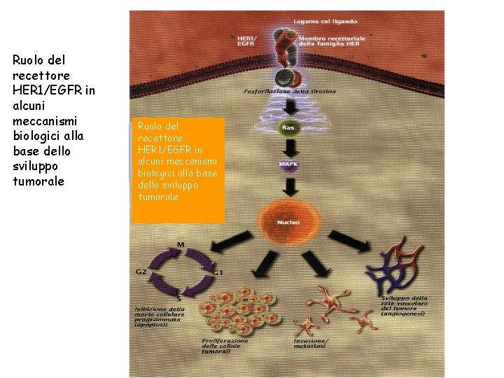 Ruolo del recettore HER 1/EGFR in alcuni meccanismi biologici alla base dello sviluppo tumorale