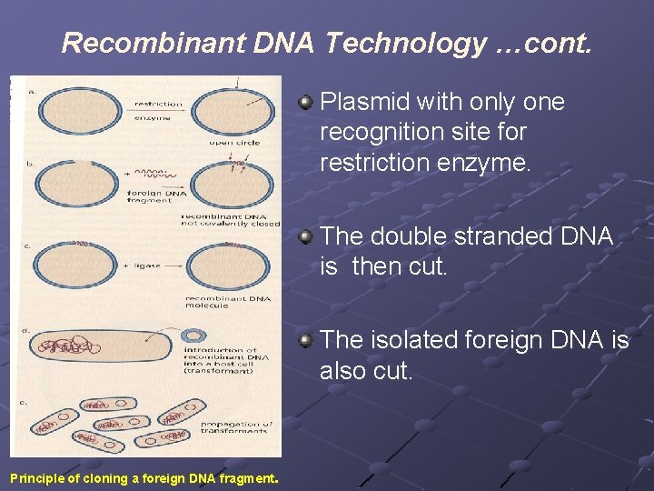 Recombinant DNA Technology …cont. Plasmid with only one recognition site for restriction enzyme. The