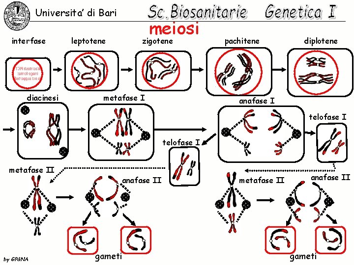 Universita’ di Bari interfase diacinesi meiosi leptotene zigotene metafase I pachitene diplotene anafase I