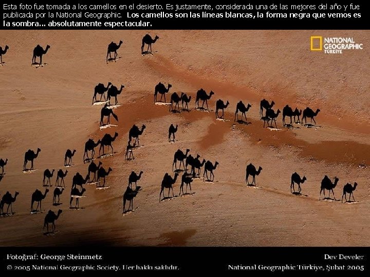 Esta foto fue tomada a los camellos en el desierto. Es justamente, considerada una Esta foto fue tomada a los camellos en el desierto. Es justamente, considerada una