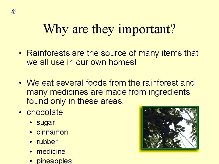 Why are they important? • Rainforests are the source of many items that we