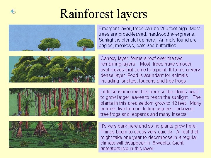 Rainforest layers Emergent layer, trees can be 200 feet high. Most trees are broad-leaved,