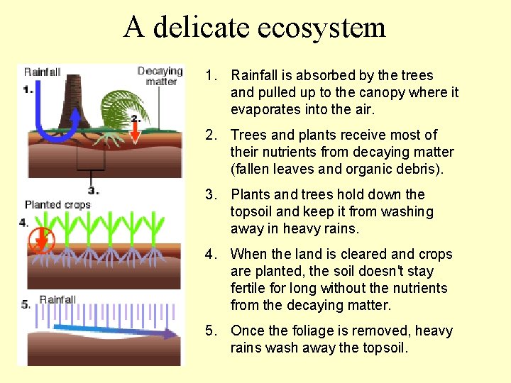 A delicate ecosystem 1. Rainfall is absorbed by the trees and pulled up to