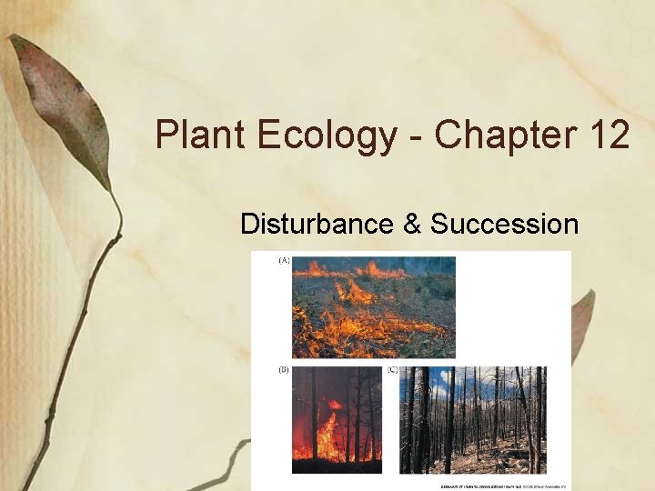 Plant Ecology - Chapter 12 Disturbance & Succession 