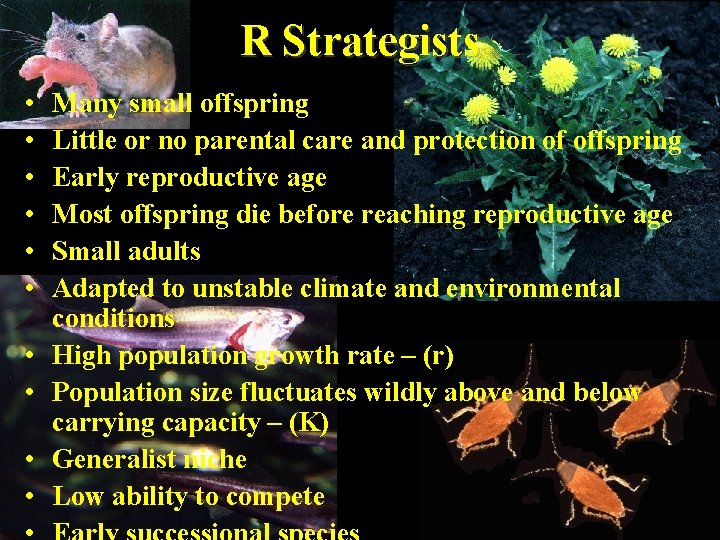 R Strategists • • • Many small offspring Little or no parental care and