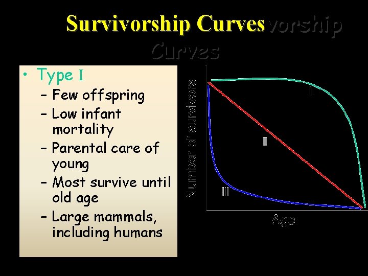 Survivorship Curves • Type I – Few offspring – Low infant mortality – Parental