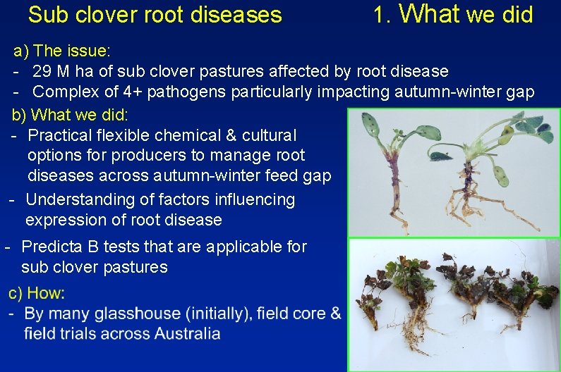 Sub clover root diseases 1. What we did a) The issue: - 29 M