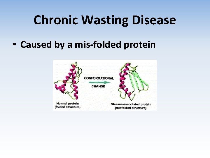 Chronic Wasting Disease • Caused by a mis-folded protein 