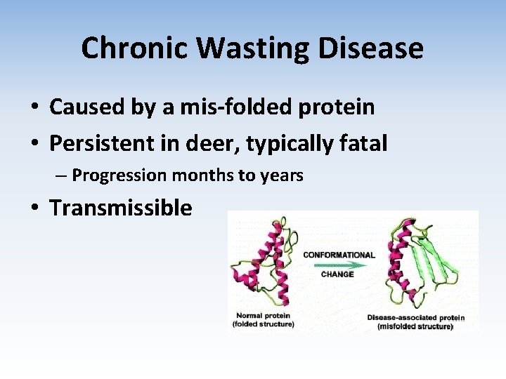 Chronic Wasting Disease • Caused by a mis-folded protein • Persistent in deer, typically