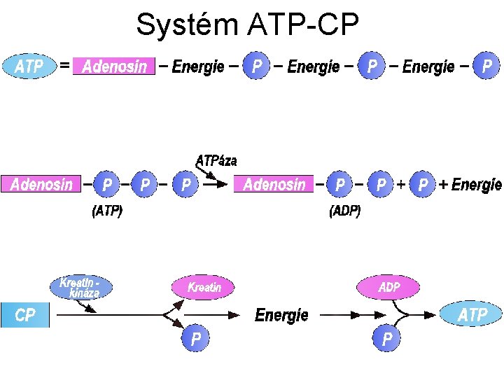 Systém ATP-CP 