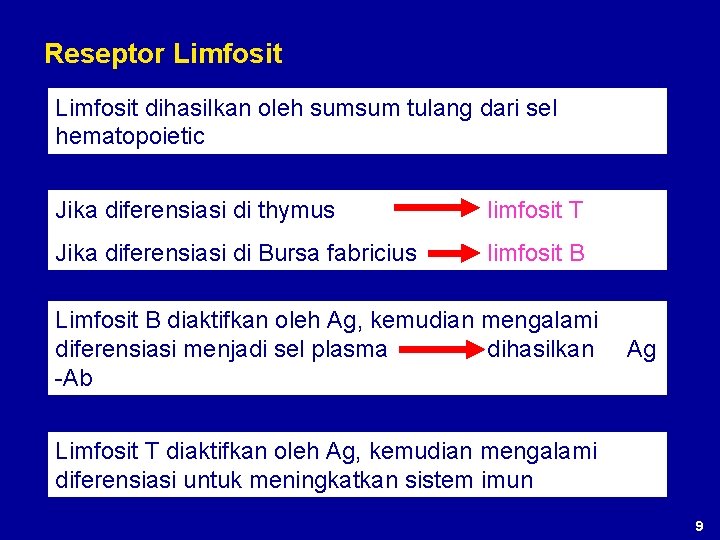 Reseptor Limfosit dihasilkan oleh sumsum tulang dari sel hematopoietic Jika diferensiasi di thymus limfosit