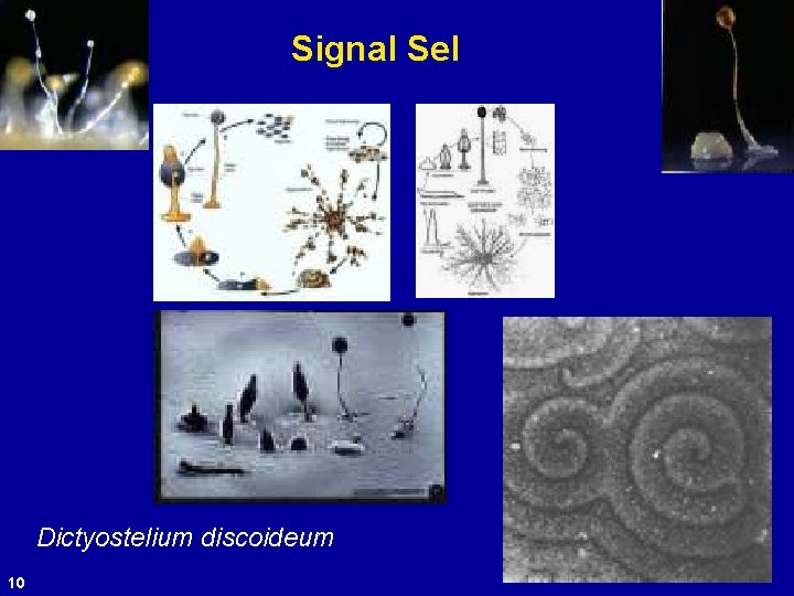 Signal Sel Dictyostelium discoideum 10 