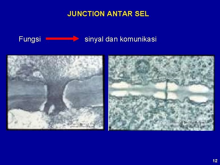 JUNCTION ANTAR SEL Fungsi sinyal dan komunikasi 12 