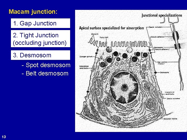 Macam junction: 1. Gap Junction 2. Tight Junction (occluding junction) 3. Desmosom - Spot