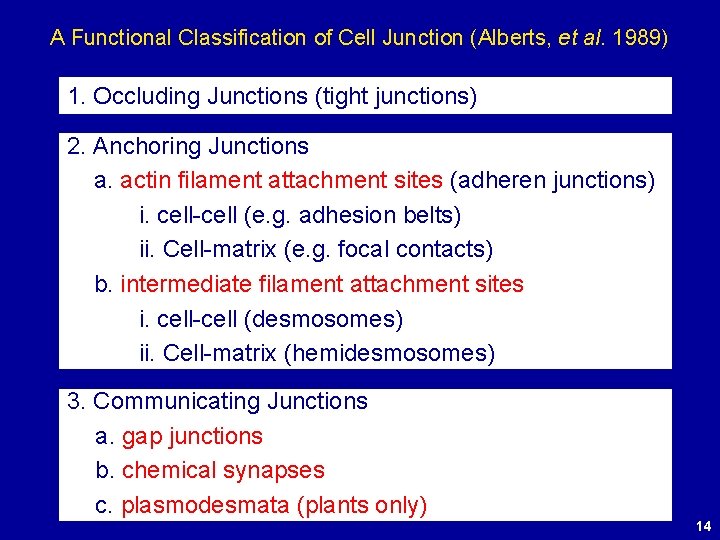 A Functional Classification of Cell Junction (Alberts, et al. 1989) 1. Occluding Junctions (tight