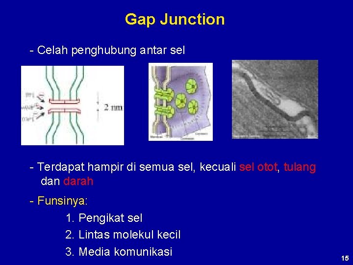 Gap Junction - Celah penghubung antar sel - Terdapat hampir di semua sel, kecuali