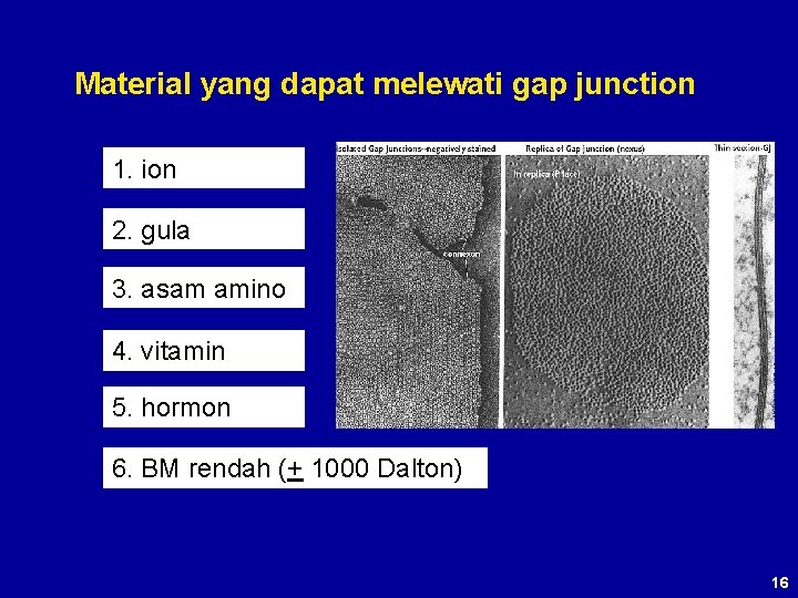 Material yang dapat melewati gap junction 1. ion 2. gula 3. asam amino 4.