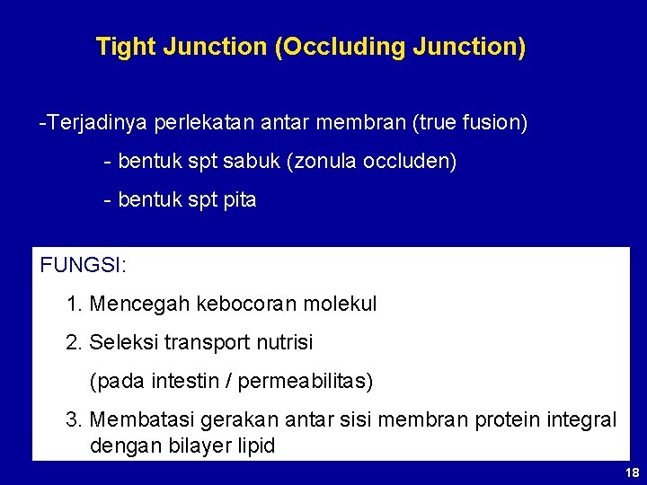 Tight Junction (Occluding Junction) -Terjadinya perlekatan antar membran (true fusion) - bentuk spt sabuk