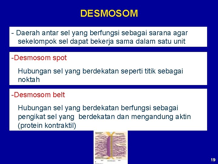 DESMOSOM - Daerah antar sel yang berfungsi sebagai sarana agar sekelompok sel dapat bekerja