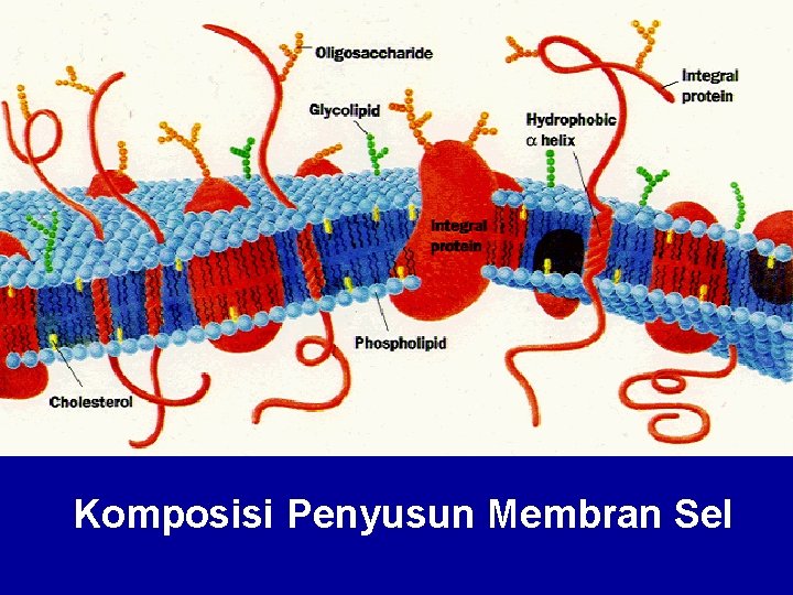 Komposisi Penyusun Membran Sel 