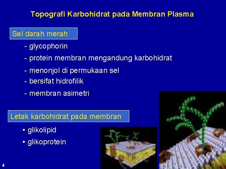 Topografi Karbohidrat pada Membran Plasma Sel darah merah - glycophorin - protein membran mengandung