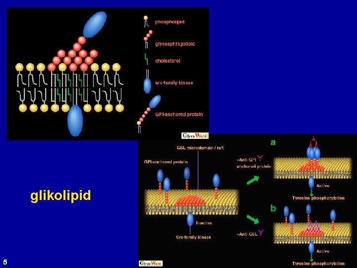 glikolipid 5 