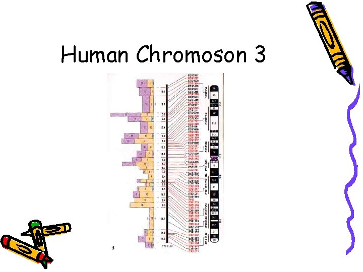 Human Chromoson 3 