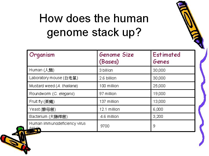 How does the human genome stack up? Organism Genome Size (Bases) Estimated Genes Human