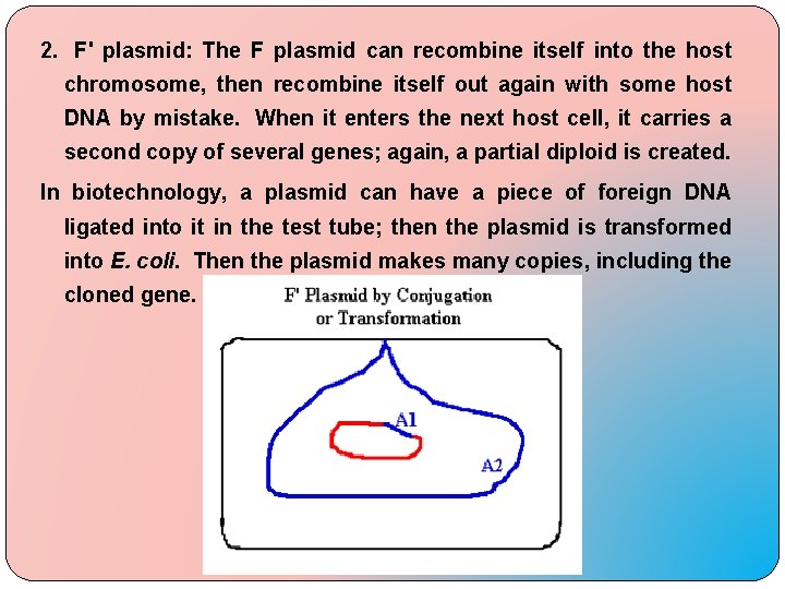 2. F' plasmid: The F plasmid can recombine itself into the host chromosome, then