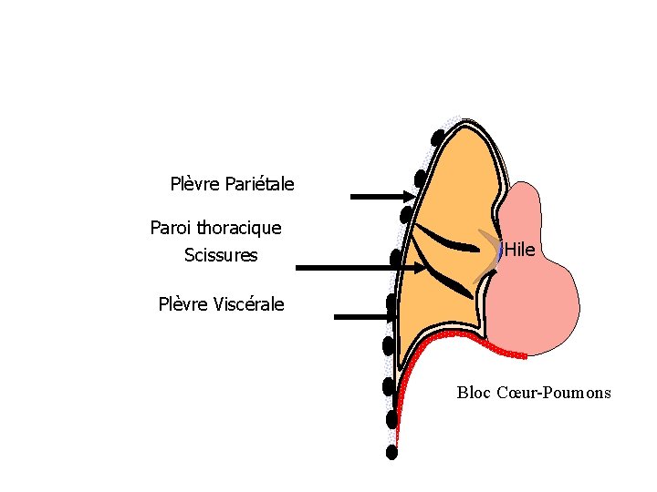 Plèvre Pariétale Paroi thoracique Scissures Hile Plèvre Viscérale Bloc Cœur-Poumons 