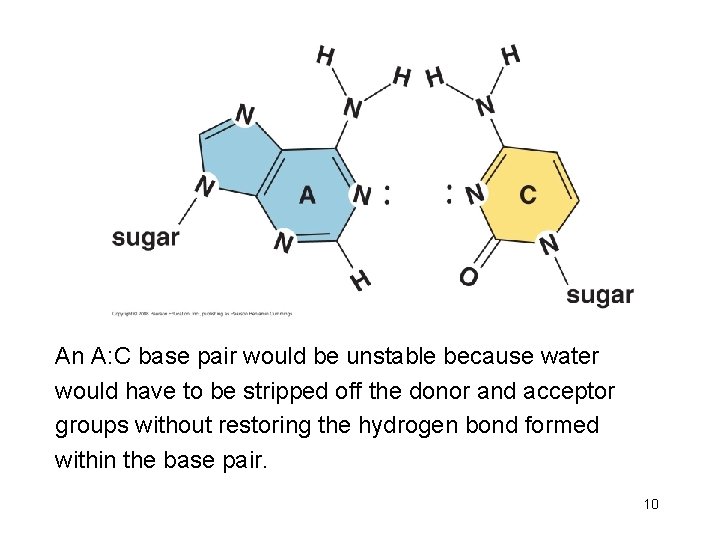 An A: C base pair would be unstable because water would have to be