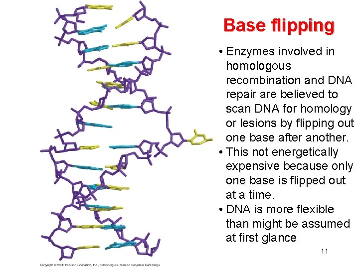 Base flipping • Enzymes involved in homologous recombination and DNA repair are believed to
