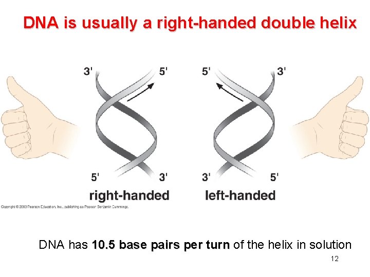 DNA is usually a right-handed double helix DNA has 10. 5 base pairs per