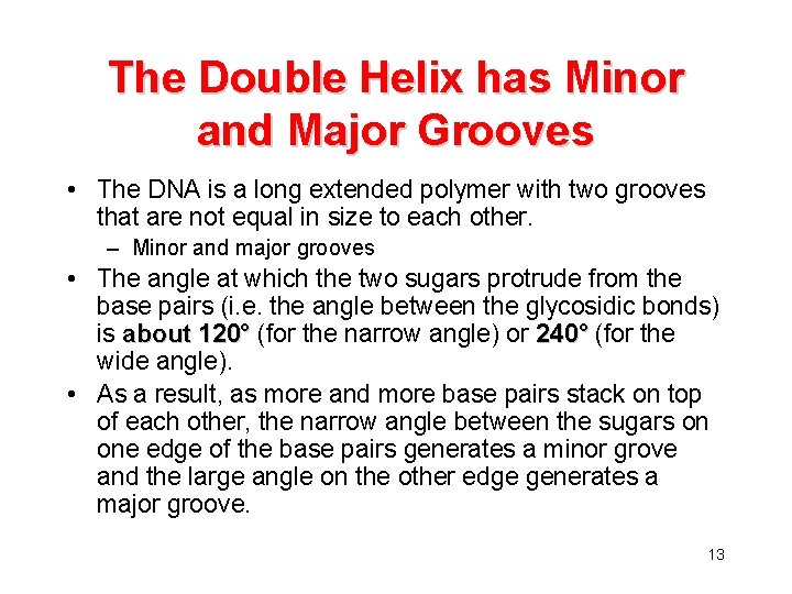 The Double Helix has Minor and Major Grooves • The DNA is a long