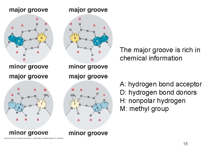 The major groove is rich in chemical information A: hydrogen bond acceptor D: hydrogen